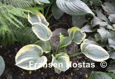 Hosta Breeder's Edge