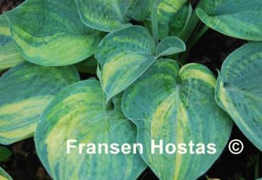 Hosta Breeder's Love