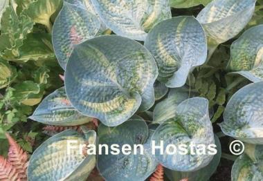 Hosta Breeder's Love