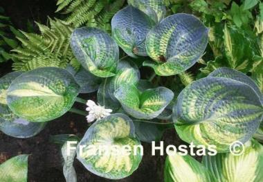 Hosta Breeder's Love