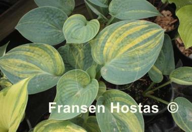 Hosta Breeder's Love