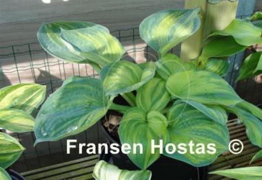 Hosta Breeder's Love