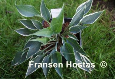 Hosta Brentwood Blues