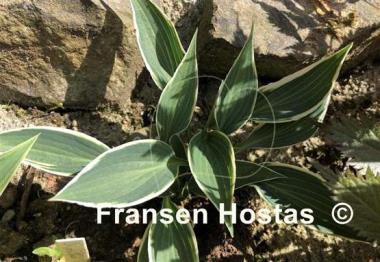 Hosta Brentwood Blues