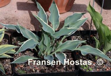 Hosta Brentwood Blues