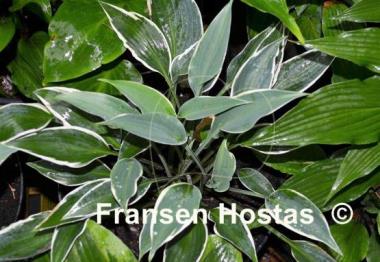 Hosta Brentwood Blues