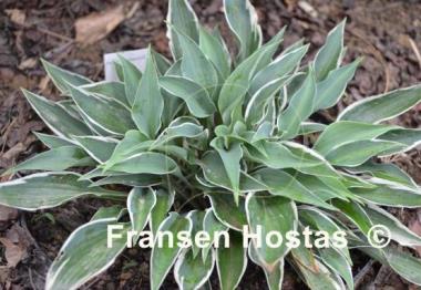 Hosta Brentwood Blues
