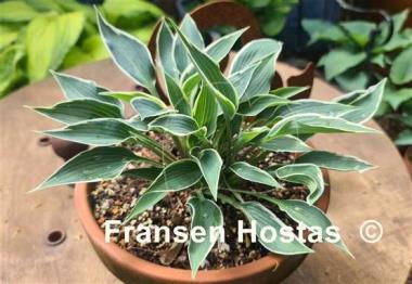 Hosta Brentwood Blues