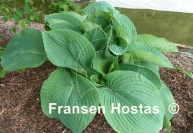 Hosta Bressingham Blue