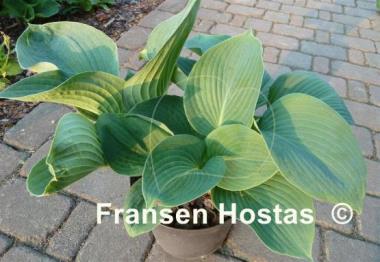 Hosta Bressingham Blue