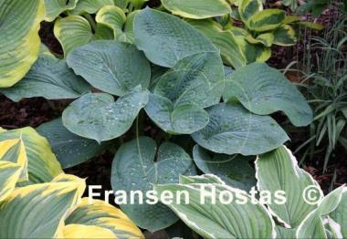 Hosta Bressingham Blue