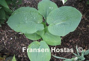 Hosta Bressingham Blue