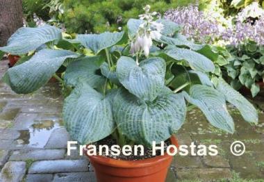 Hosta Bressingham Blue