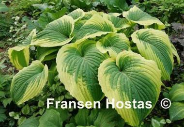 Hosta Bridal Falls