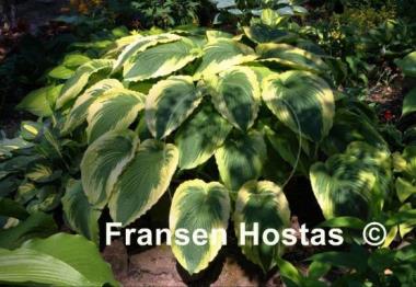 Hosta Bridal Falls