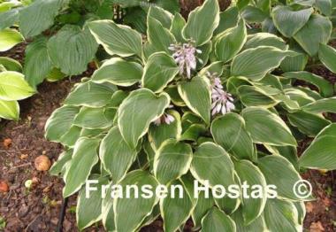 Hosta Bridal Veil