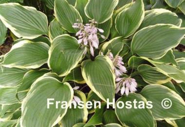 Hosta Bridal Veil
