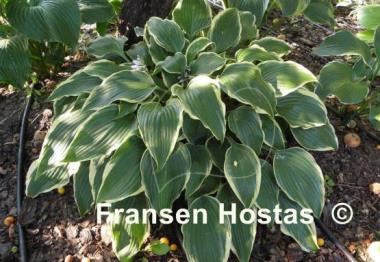 Hosta Bridal Veil