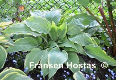 Hosta Bridal Veil