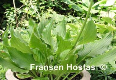 Hosta Bridegroom