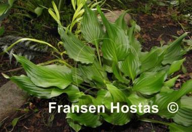 Hosta Bridegroom