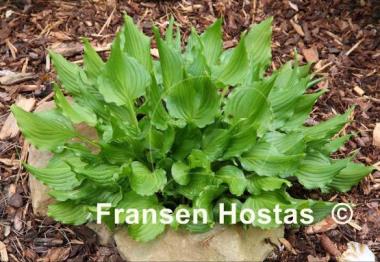 Hosta Bridegroom