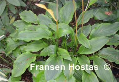 Hosta Bridgeville