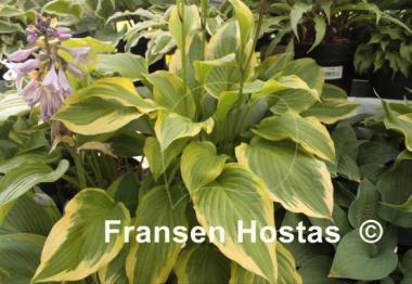 Hosta Bridgeville