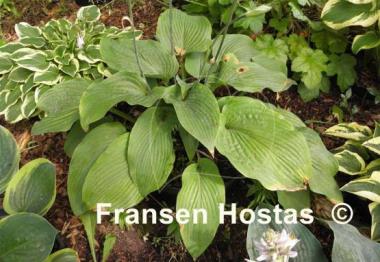 Hosta Brigadier