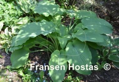 Hosta Brigadier