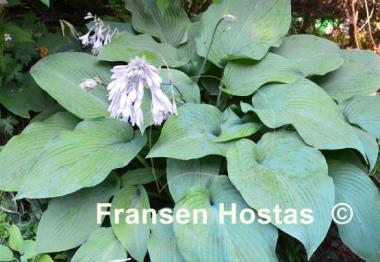 Hosta Brigadier