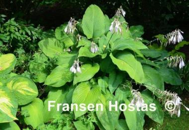 Hosta Brigadier