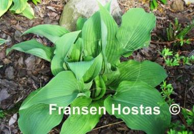 Hosta Brigadier