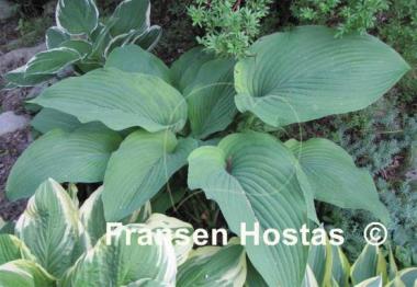 Hosta Brigadier