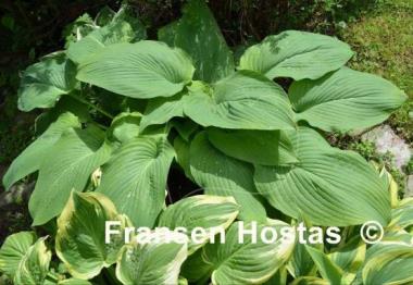 Hosta Brigadier