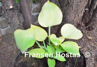 Hosta Bright Glow