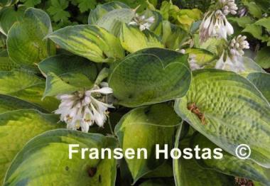 Hosta Bright Lights