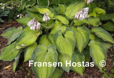 Hosta Bright Lights