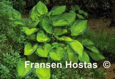Hosta Bright Lights