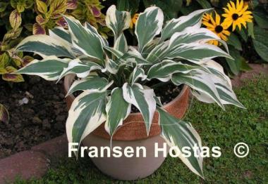 Hosta Bright Star