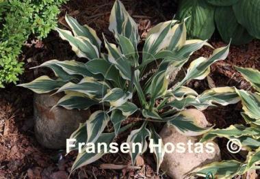 Hosta Bright Star
