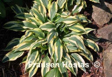 Hosta Bright Star
