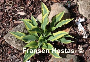 Hosta Bright Star