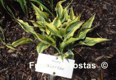 Hosta Bright Star