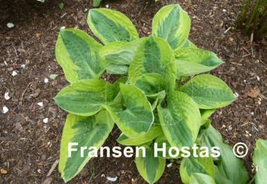 Hosta Brim Cup