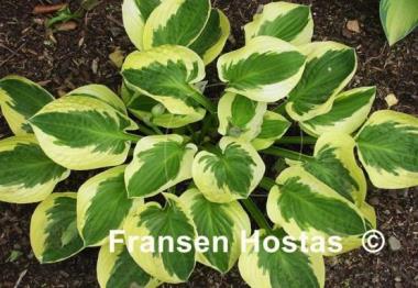 Hosta Brim Cup