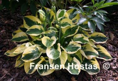 Hosta Brim Cup