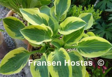 Hosta Brim Cup