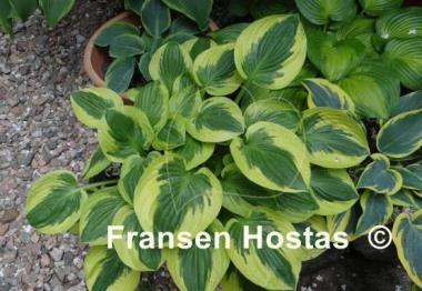 Hosta Brim Cup
