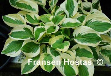 Hosta Brim Cup